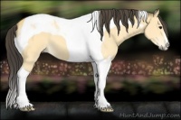 Horse Color:Buckskin Tobiano 