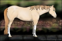 Horse Color:Buckskin Pearl