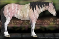 Horse Color:Bay Ice 