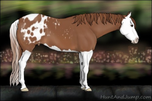 Horse Color:Chestnut Splash Appaloosa 