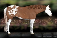 Horse Color:Chestnut Splash Appaloosa 