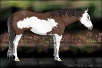 Horse Color:Bay Splash Frame