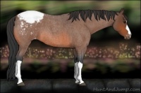 Horse Color:Bay Roan Varnish 