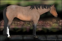 Horse Color:Bay Roan 