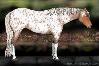 Horse Color:Silver Bay Roan Appaloosa