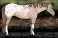 Horse Color:Blue Roan Pearl Blanket 