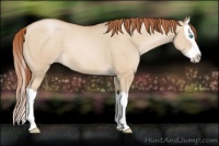 Horse Color:Buckskin Pearl Dun Splash 