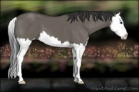 Horse Color:Grullo Splash