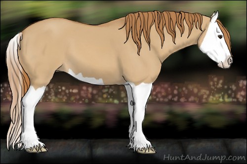 Horse Color:Red Dun Splash 