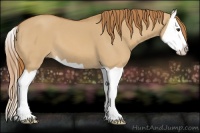 Horse Color:Red Dun Splash