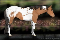 Horse Color:Bay Tobiano Appaloosa 