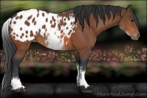 Horse Color:White Spotted Bay Blanket 