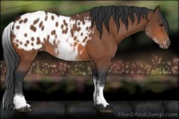 Horse Color:White Spotted Bay Blanket