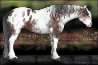 Horse Color:White Spotted Bay Tobiano Appaloosa 