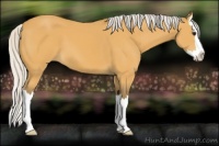 Horse Color:Silver Buckskin Sabino Splash 