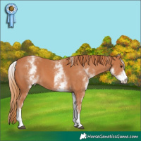 Horse Color:White Spotted Chestnut 