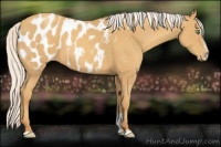 Horse Color:Silver Amber Cream Champagne Sabino Appaloosa 