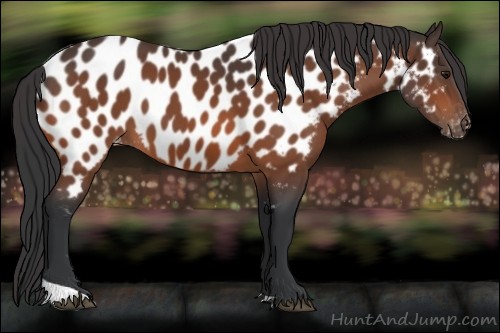 Horse Color:Bay Near Leopard 