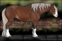Horse Color:Silver Bay Sabino Splash 
