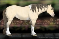 Horse Color:Amber Cream Champagne Roan Tobiano 