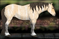 Horse Color:Buckskin Ice Roan 