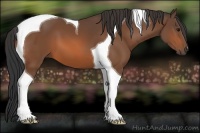 Horse Color:Bay Tobiano
