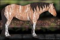 Horse Color:Buckskin Ice 