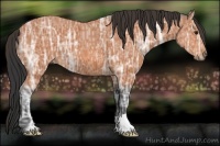 Horse Color:Bay Ice 