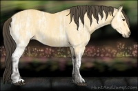 Horse Color:Buckskin Ice 