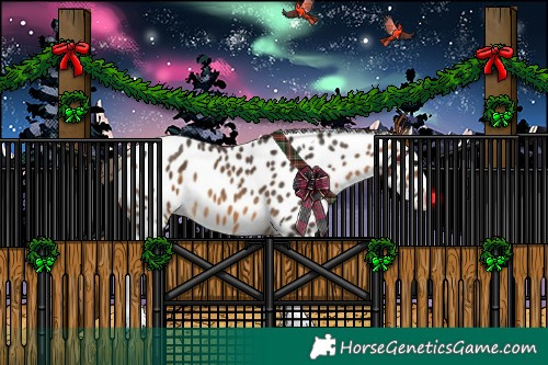 Horse Color:Buckskin Sabino Splash Tobiano Appaloosa 