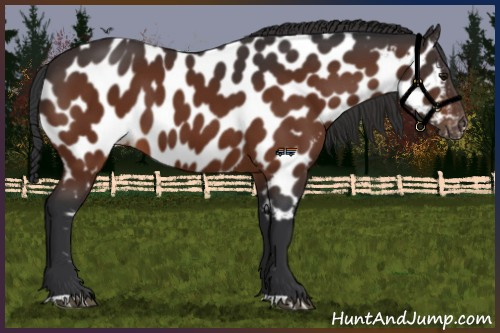 Horse Color:Brown Appaloosa