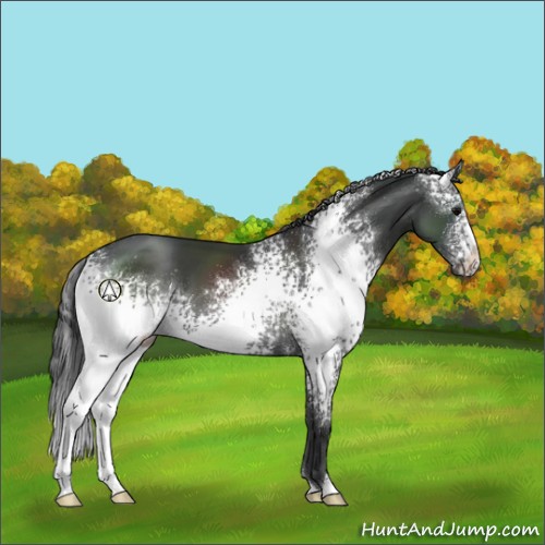 Horse Color:White Spotted Black