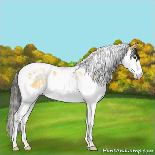 Horse Color:Bay Splash Tobiano and Buckskin Splash Tobiano