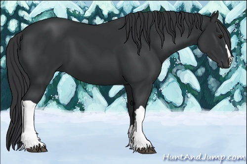 Horse Color:Black 