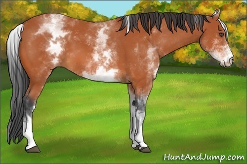 Horse Color:White Spotted Bay 