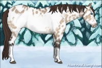 Horse Color:Bay Dun Frame Appaloosa 