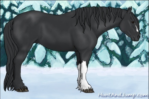Horse Color:Black 