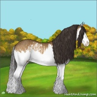 Horse Color:Buckskin Splash  and Buckskin Splash 
