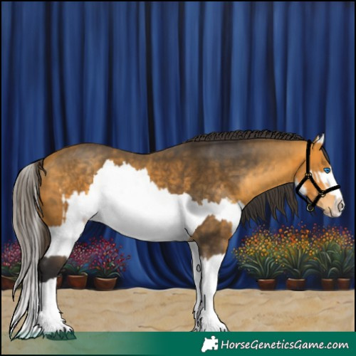 Horse Color:Buckskin Splash and Buckskin Splash