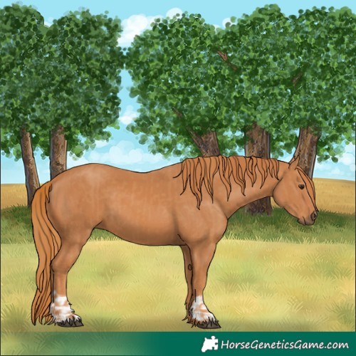 Horse Color:Chestnut  and Chestnut 