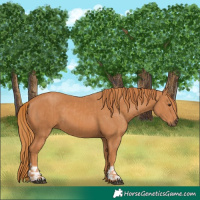 Horse Color:Chestnut  and Chestnut 