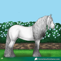 Horse Color:Gray Blue Roan 