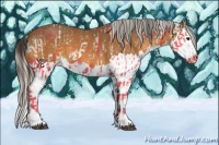 Horse Color:Buckskin Splash  and Silver Buckskin Splash 