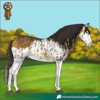 Horse Color:Buckskin Mushroom Splash  and Buckskin Splash 