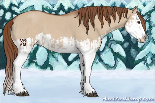 Horse Color:Red Dun Splash  and Red Dun Splash 