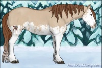 Horse Color:Red Dun Splash  and Red Dun Splash 