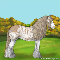 Horse Color:Red Dun Splash  and Red Dun Splash 