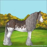 Horse Color:Black Splash  and Silver Black Splash 