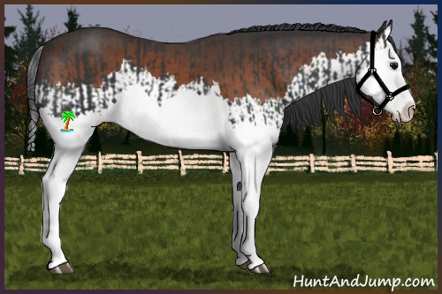 Horse Color:Black Splash and Brown Splash