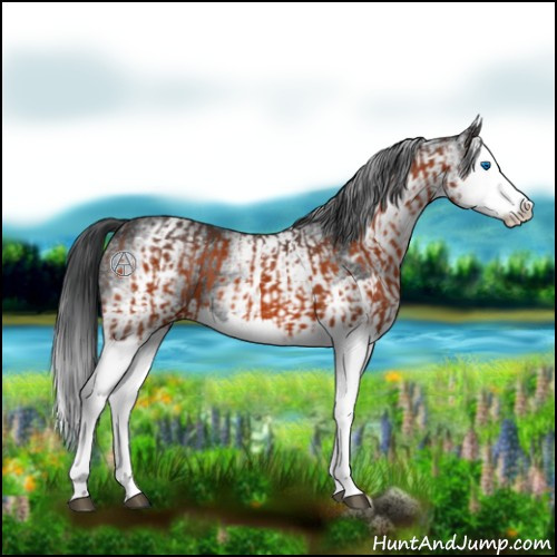 Horse Color:Brown Splash  and White Spotted Black Splash 